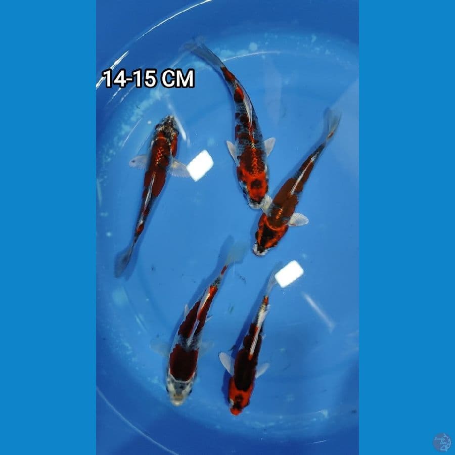 kujaku 5 ekor 14 15 cm