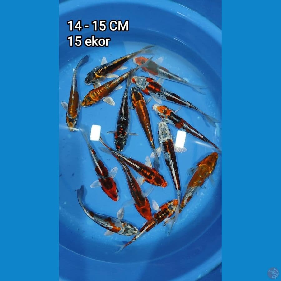 mix 15 ekor 14-15cm