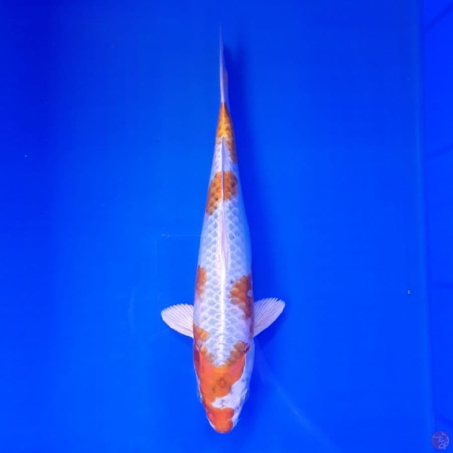 Hariwake 27cm