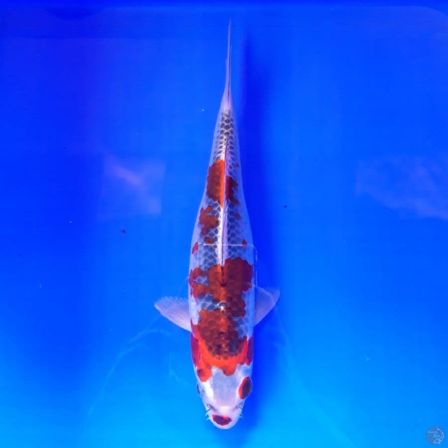 Kujaku 27cm