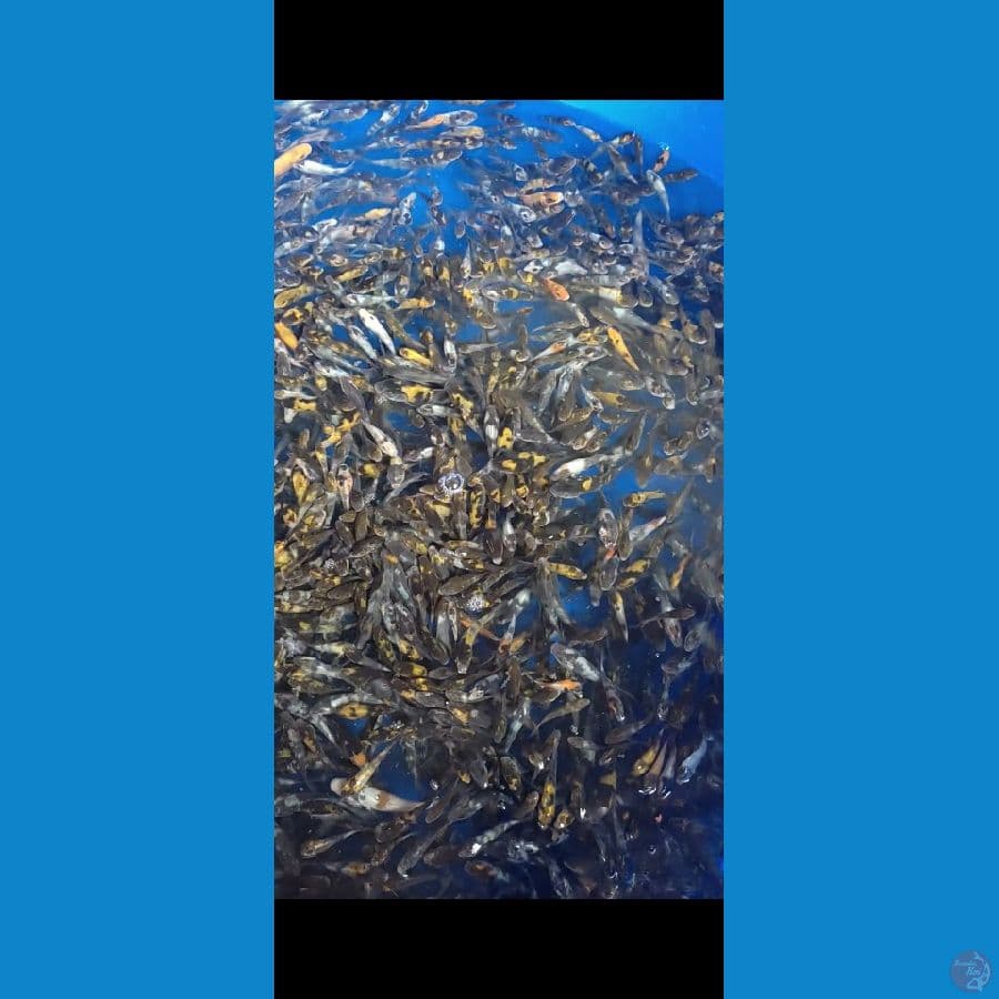 Bibit Showa Shiro Grade 500 ekor 4-7cm