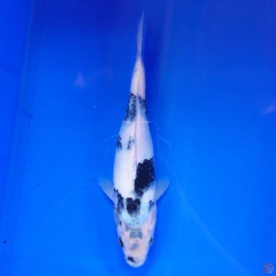 Shiro Snow White 27cm