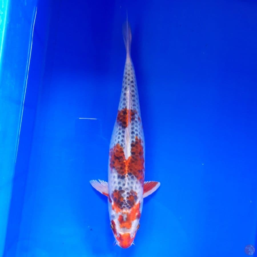 Kujaku Male 35cm
