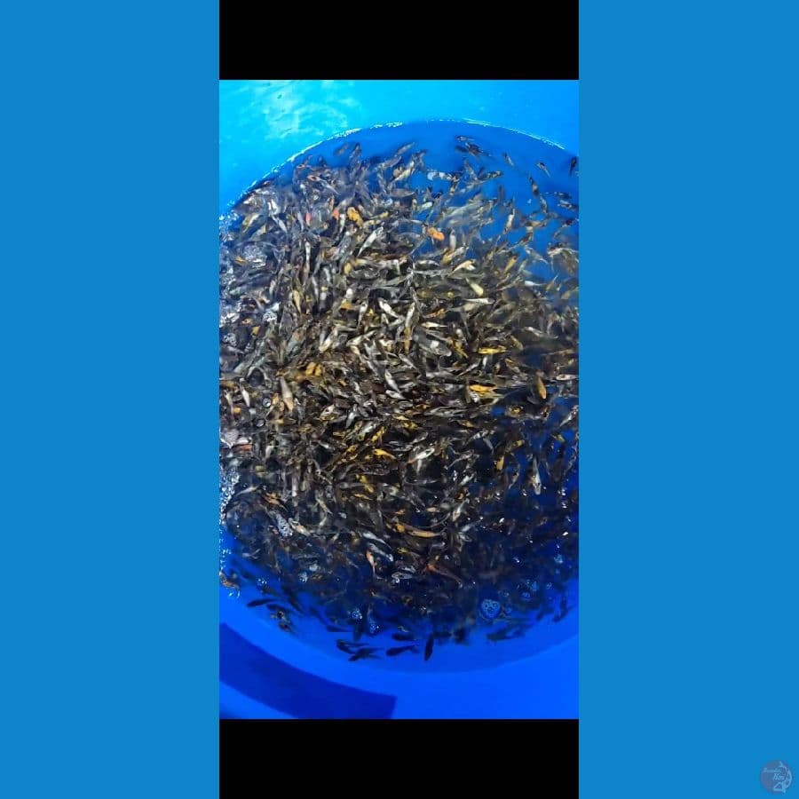 SHOWA Shiro Grade 1000 ekor 4-7cm