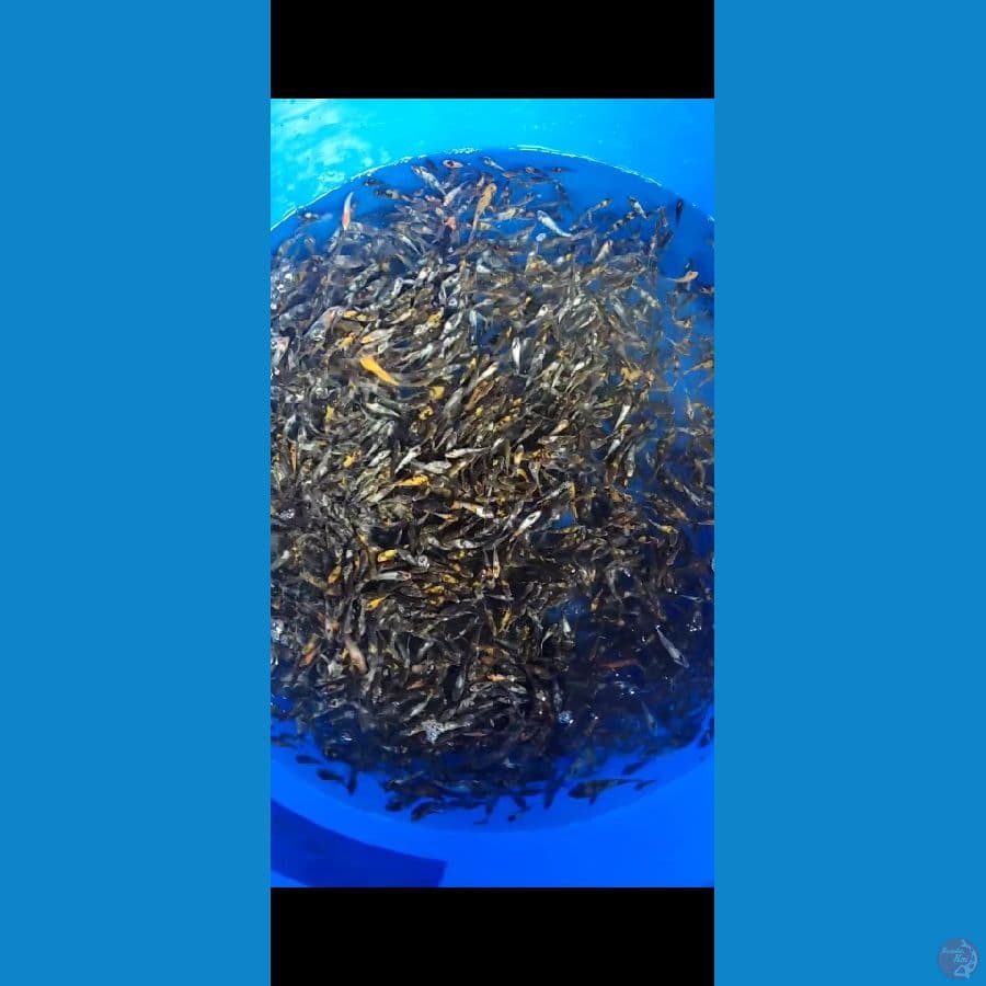 SHOWA Shiro Grade 1000 ekor 4-7cm