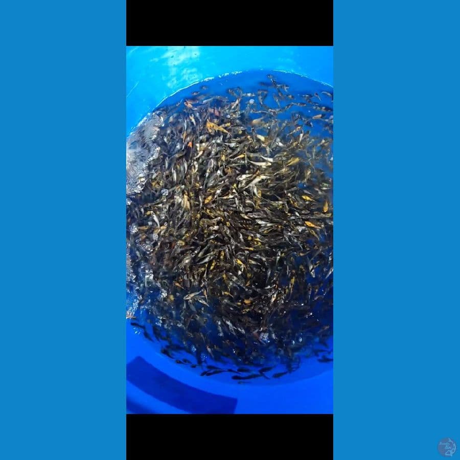 SHOWA Shiro Grade 1000 ekor 4-7cm
