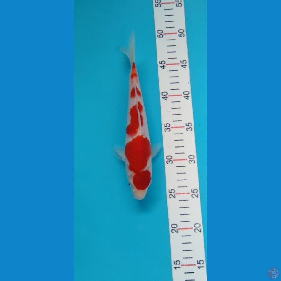 Maruten Kohaku original F25cm