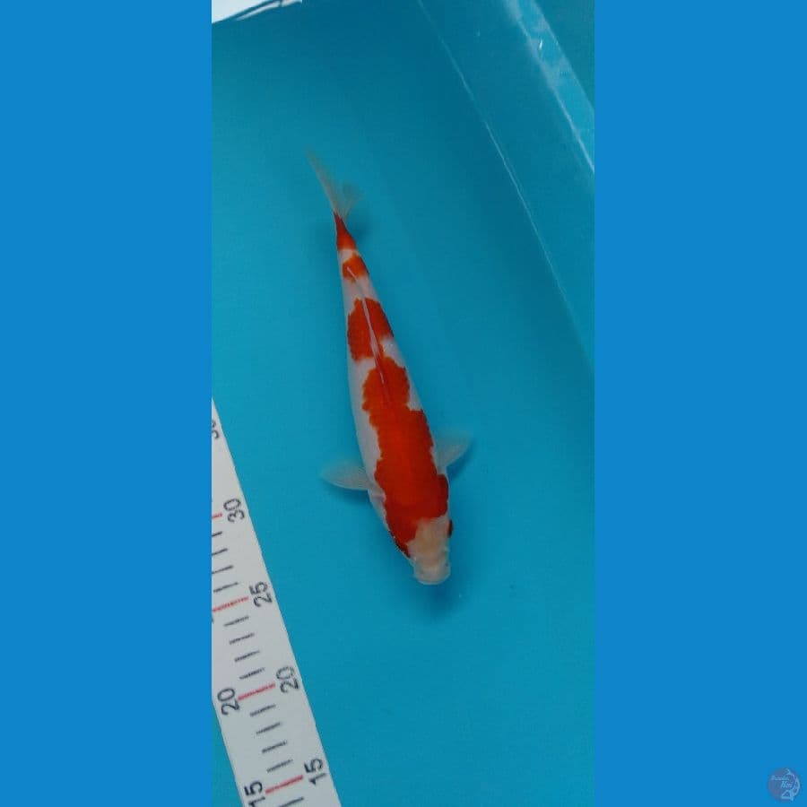 Kohaku Minion original F 27cm