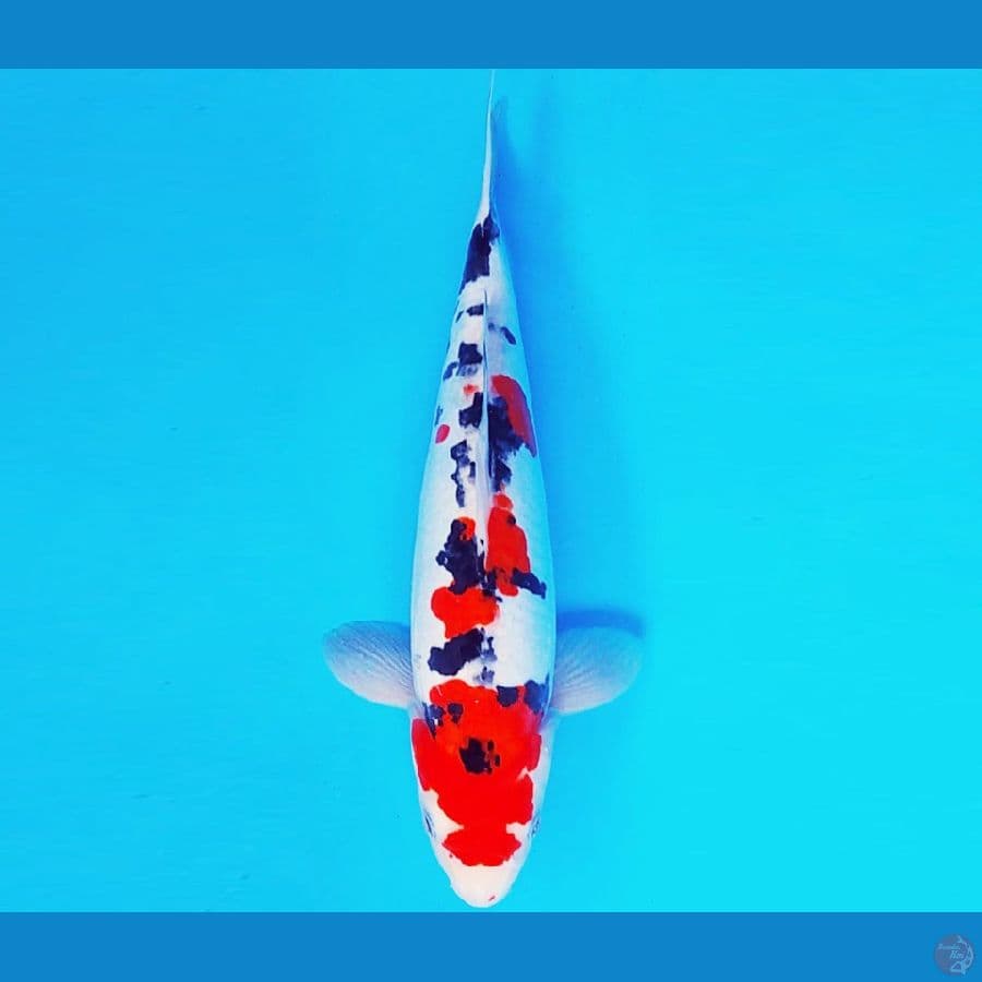 HIRO 4 - SANKE DOITSU 33 cm/male ®