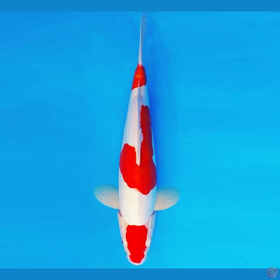 HIRO 5 - KOHAKU DOITSU 36 cm/male ®