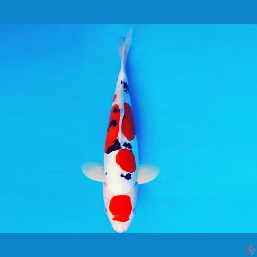 HIRO 6 - SANKE DOITSU 31 cm/fm ®