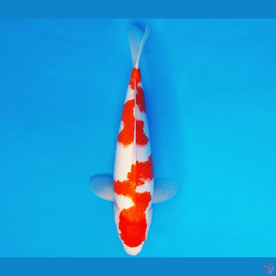 HIRO 9 - KOHAKU 36 cm/fm ®
