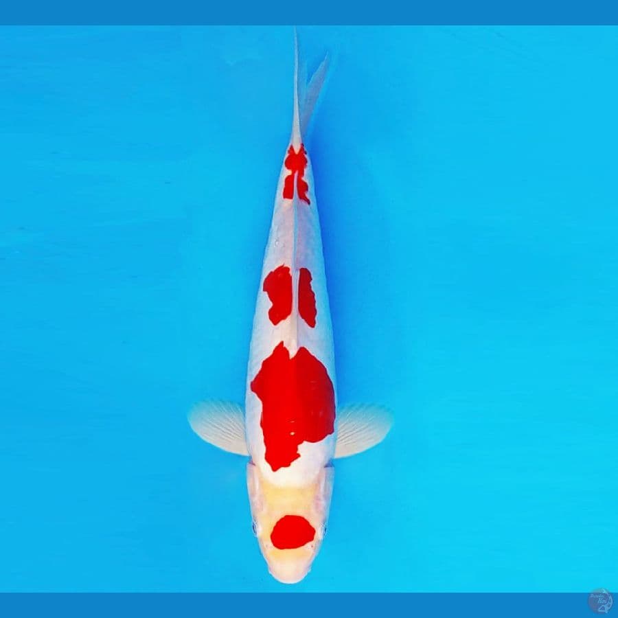 HIRO 10 - KOHAKU DOITSU 29 cm/male ®