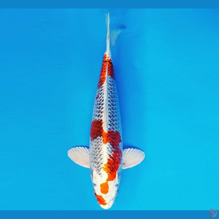 HIRO 11 - KUJAKU 33 cm/male ®