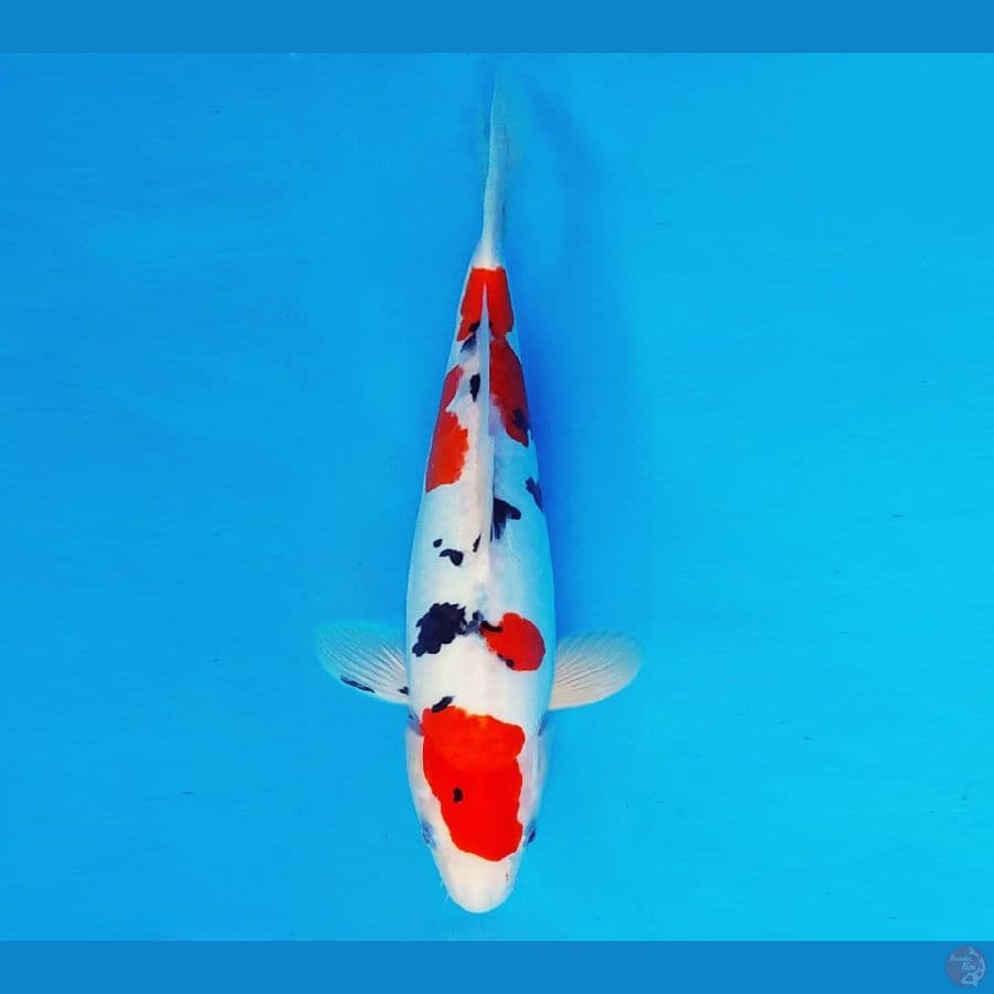 HIRO 12 - SANKE DOITSU 30 cm/fm ®