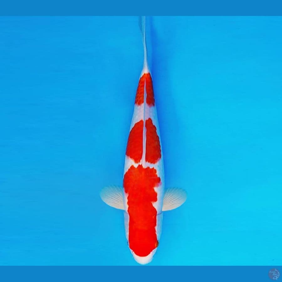 HIRO 14 - KOHAKU 29 cm/male ®