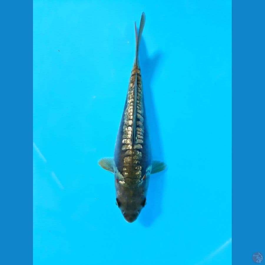 quality aragoke +- 20cm