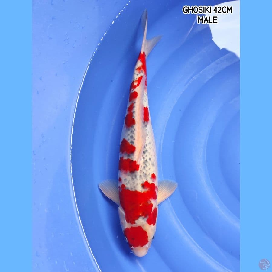 SUPER GHOSIKI 41CM MALE