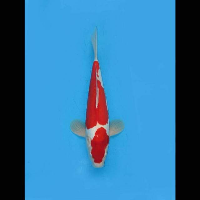 MWK , Super Red - Kohaku Doitsu Murni