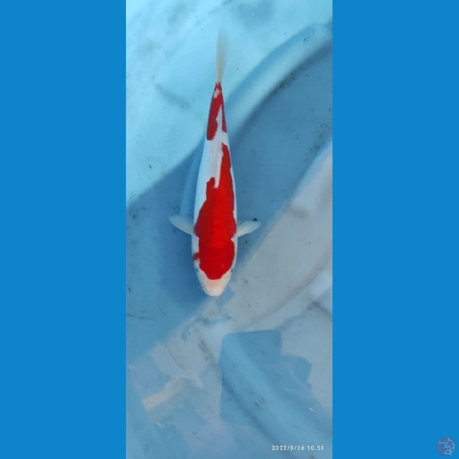 F2 KOHAKU DOITSU