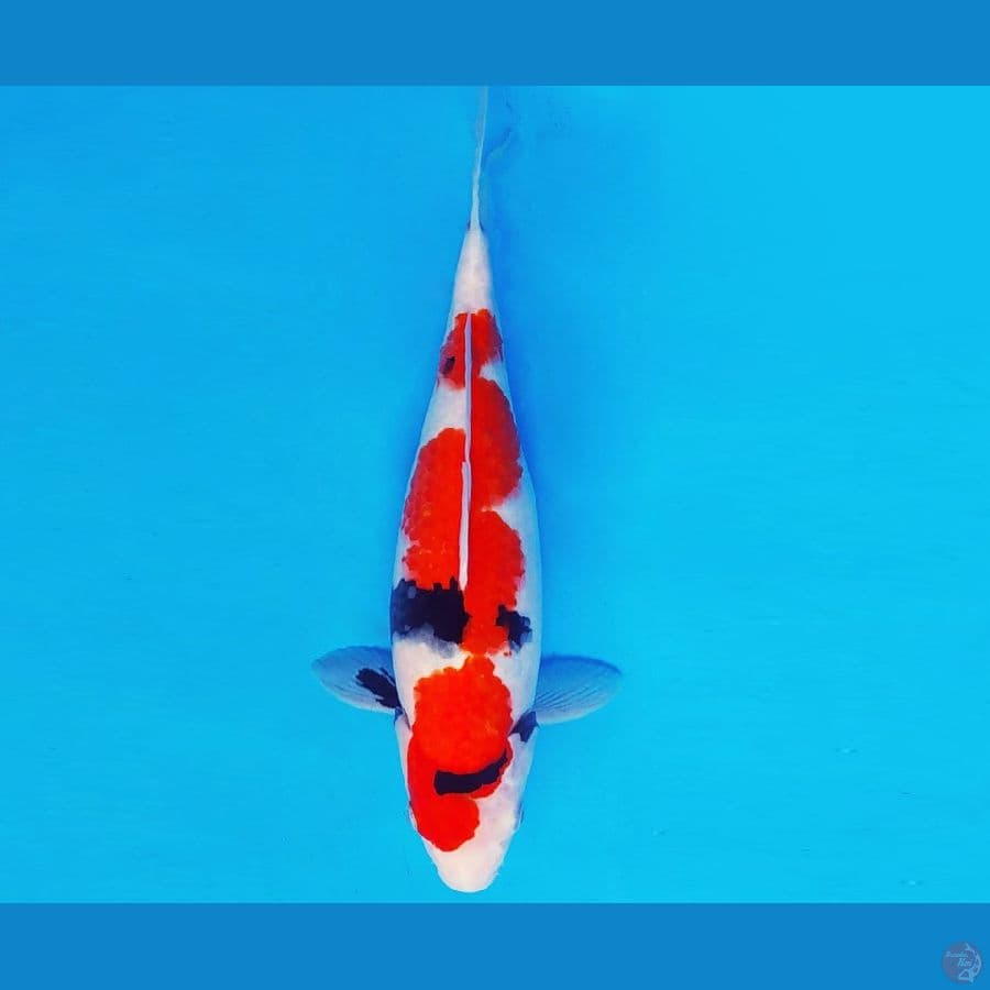HIRO 16 - SHOWA EVO 34 cm/fm ®