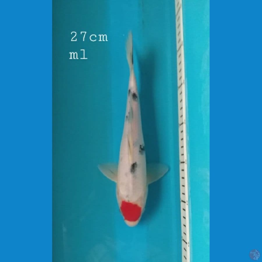 Tancho sanke 27cm/ml