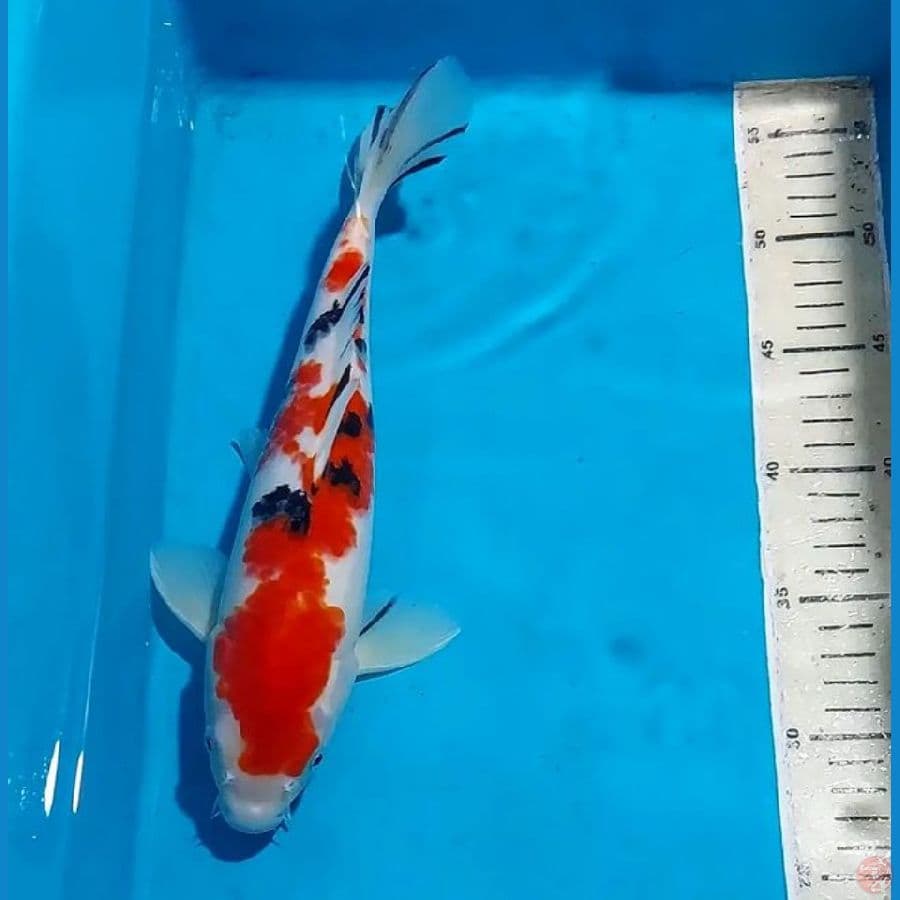 SANKE 30 CM