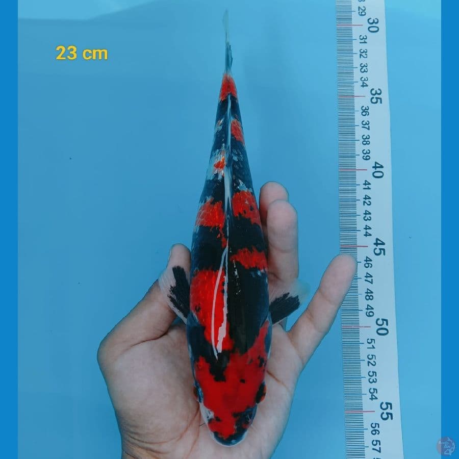 sq showa ginrin 23 cm