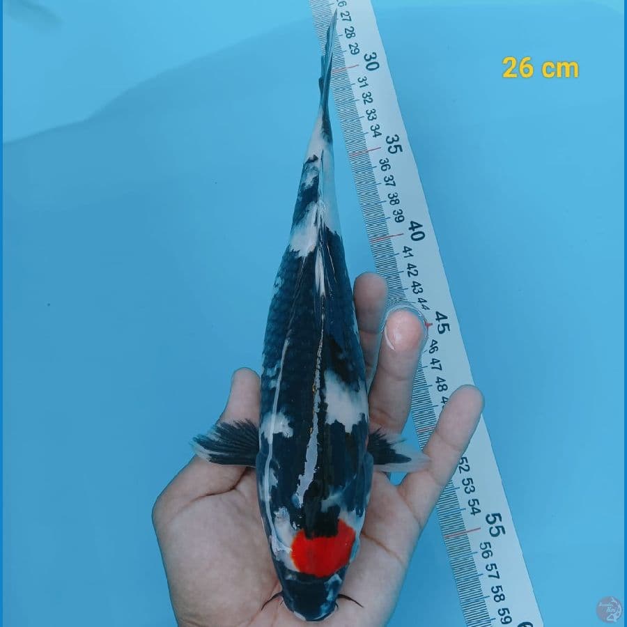 tancho showa 26 cm
