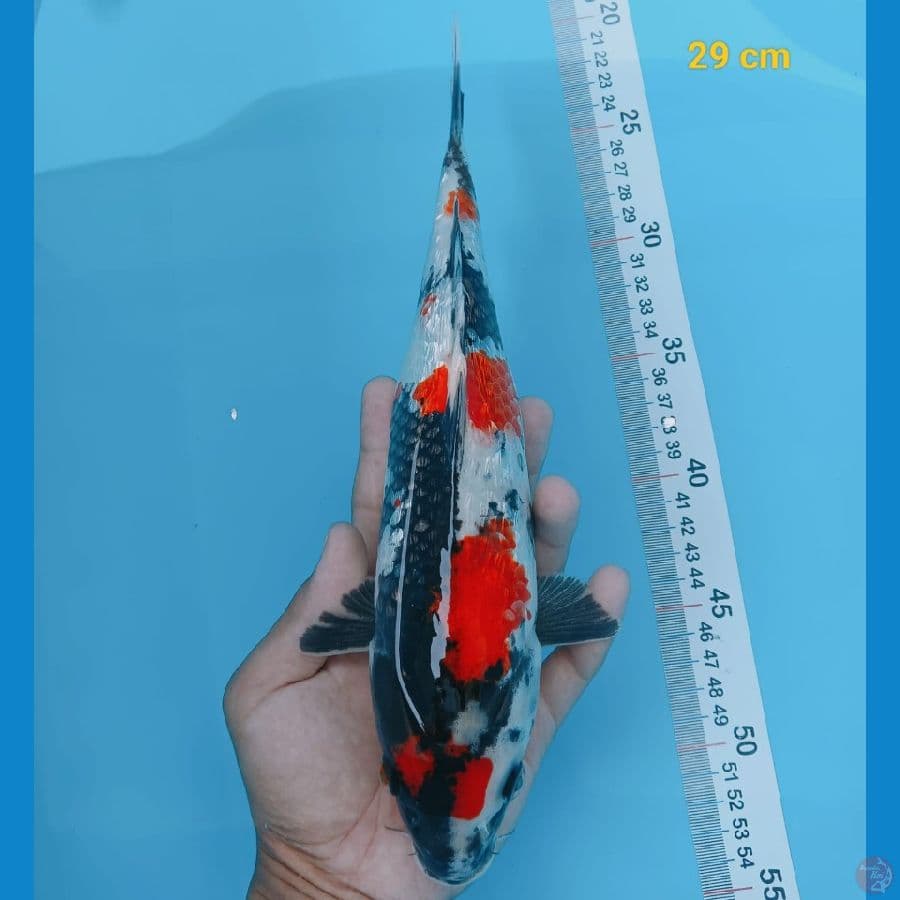 sq maruten showa ginrin 29 cm