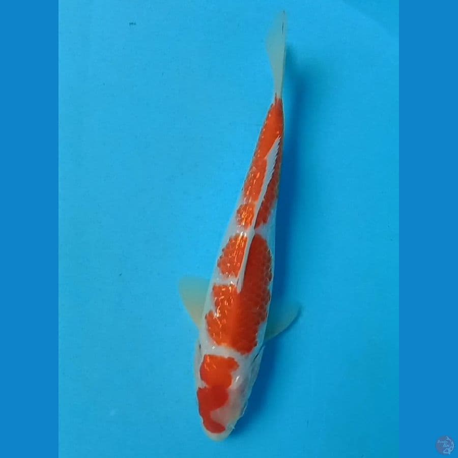 Kohaku Ginrin