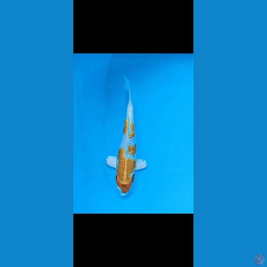 hariwake HQ