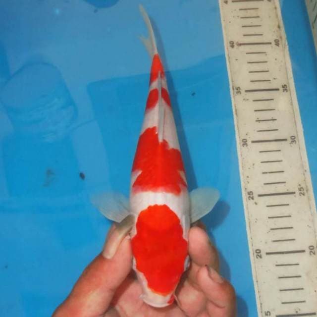 YONDAN KOHAKU TOP