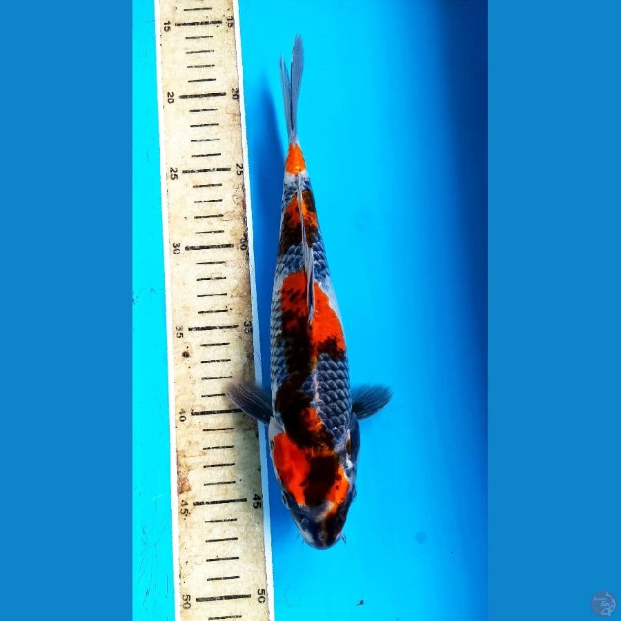 goshiki showa 28cm