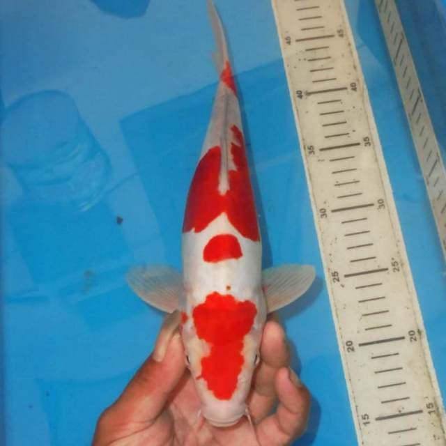 YONDAN KOHAKU RED DEVIL