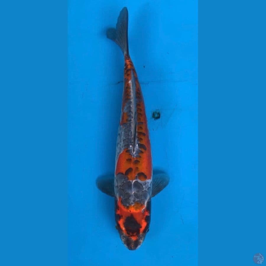 kiko 32cm