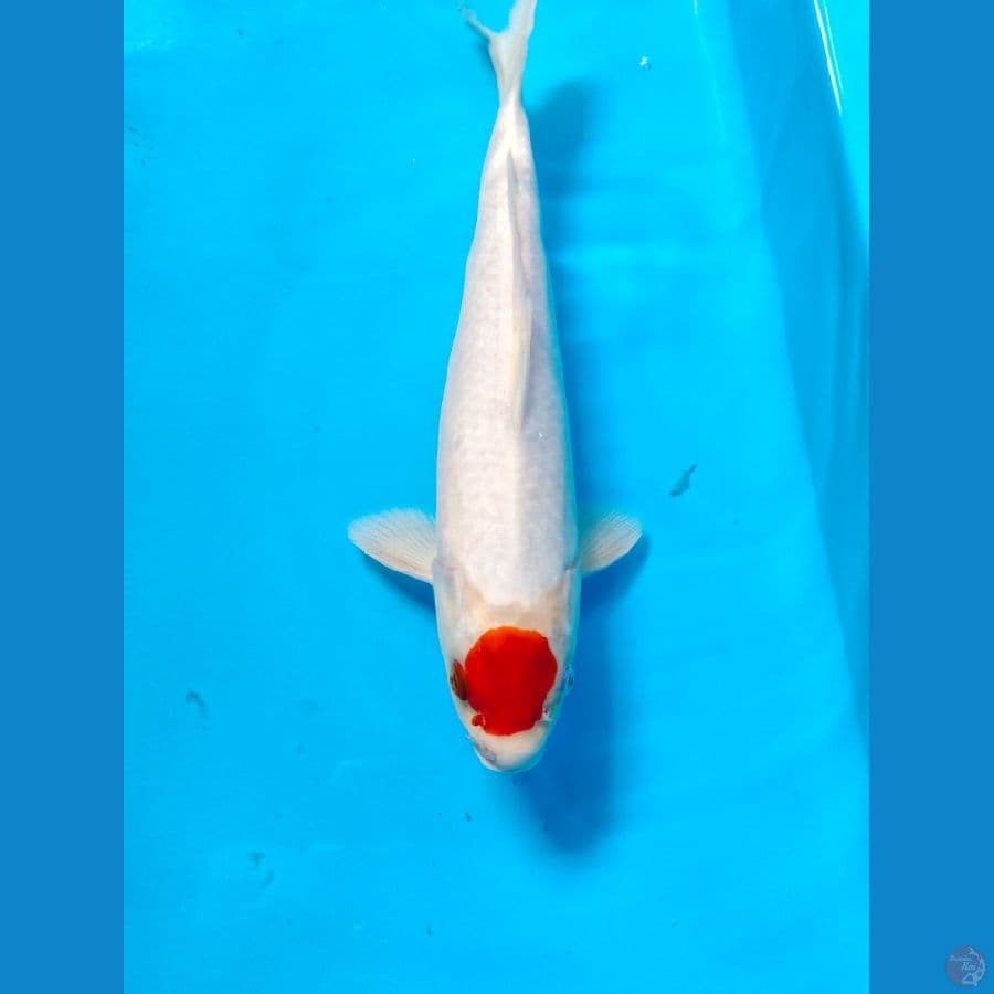 tanco male 38cm