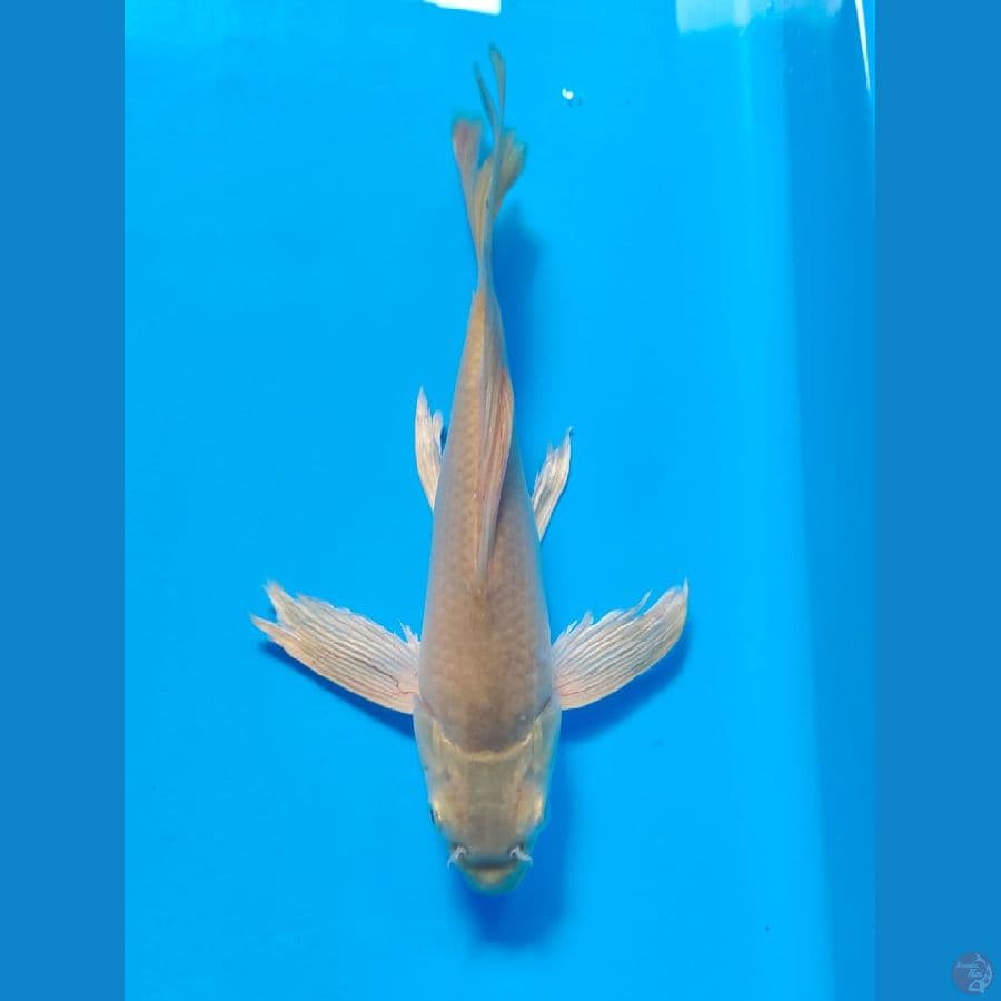 kumpay male 25cm