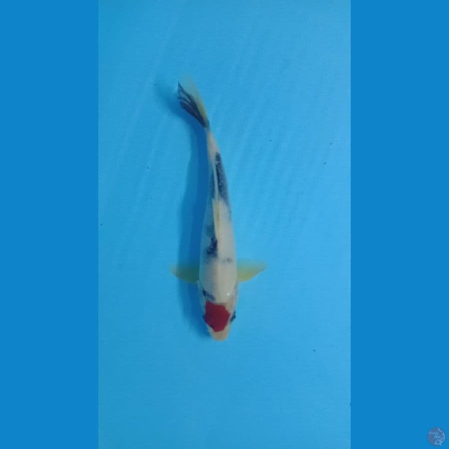 tancho showa 25 cm