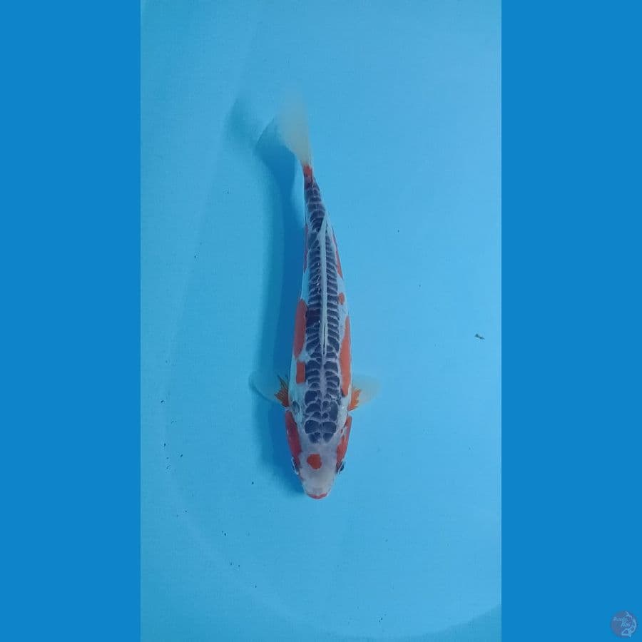 shusui 30 cm