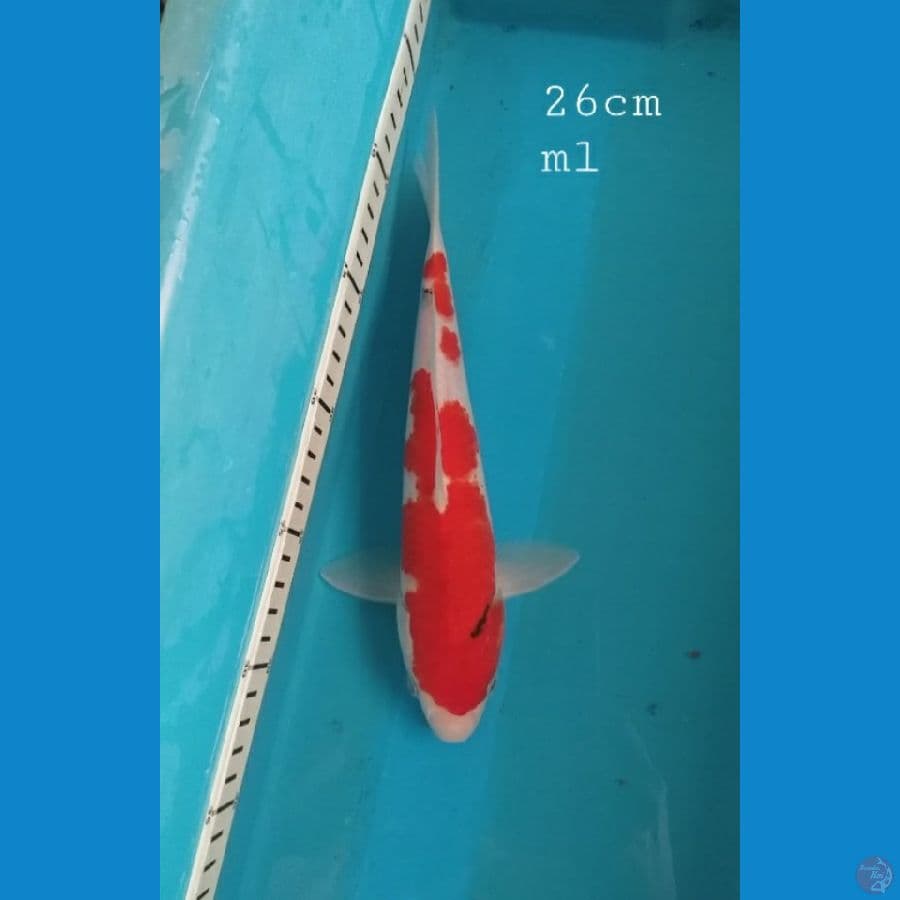 sanke 26cm/ml