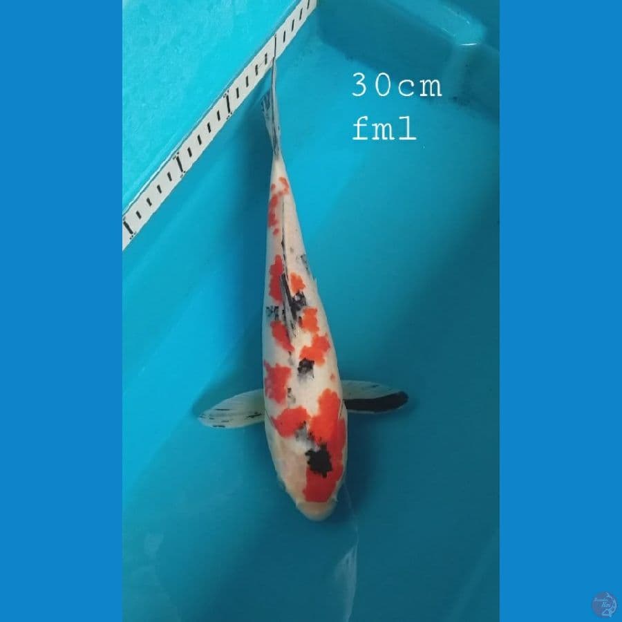 Sanke 30cm/fml