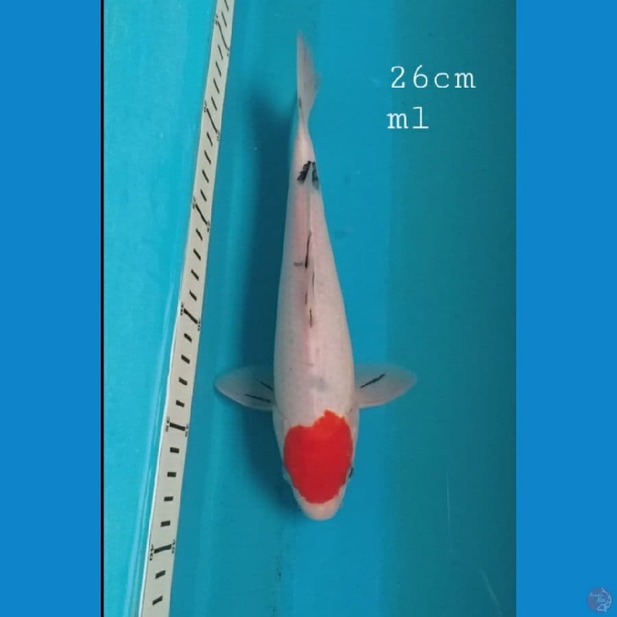 Tancho sanke 26cm/ml