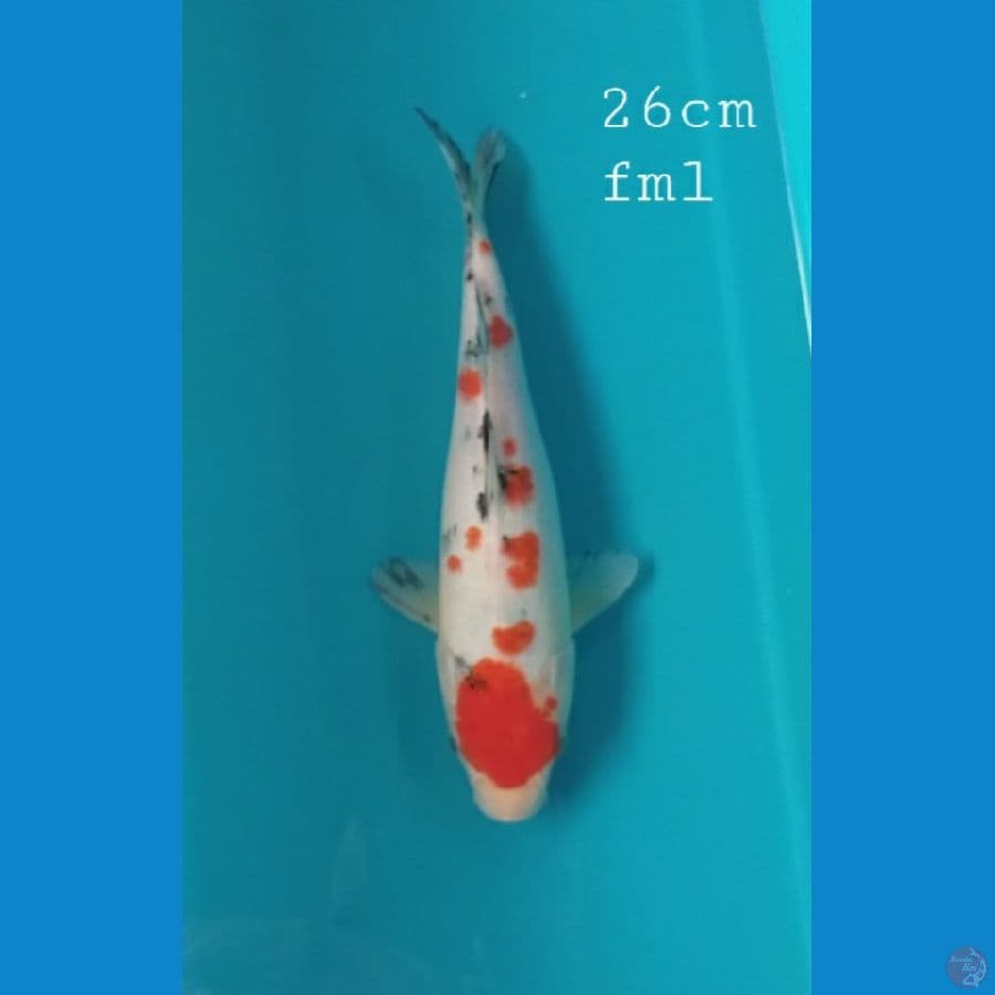 Sanke 26cm/fml
