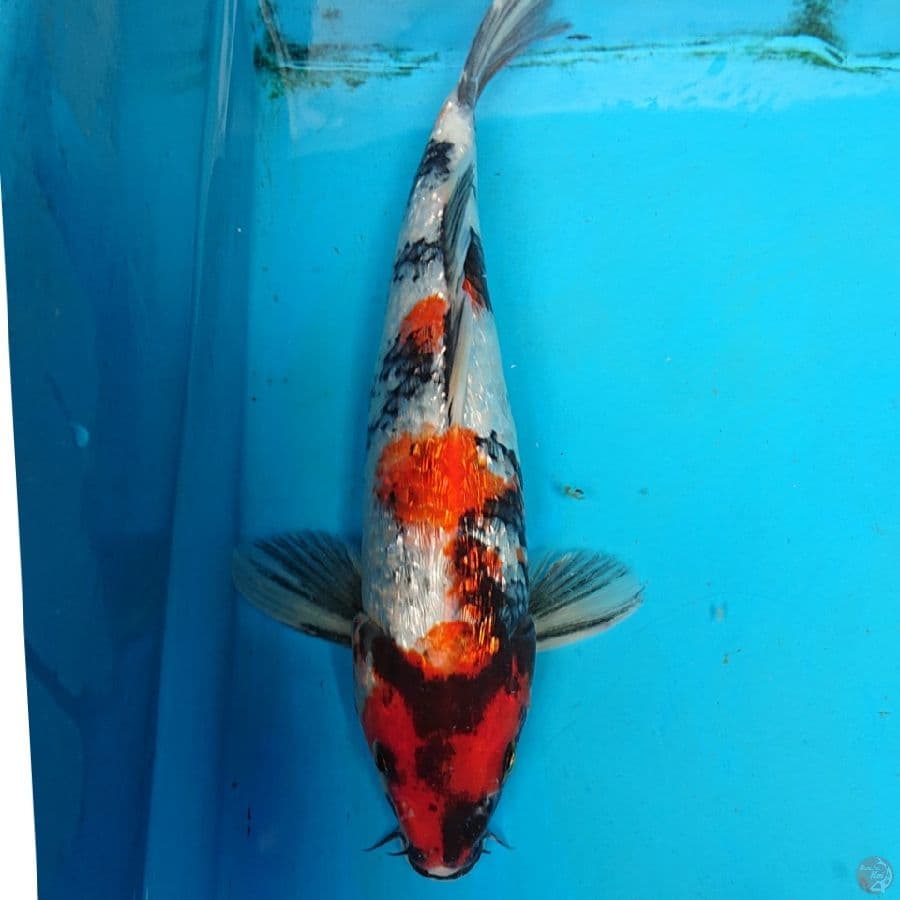 GINRIN SHOWA 28 CM
