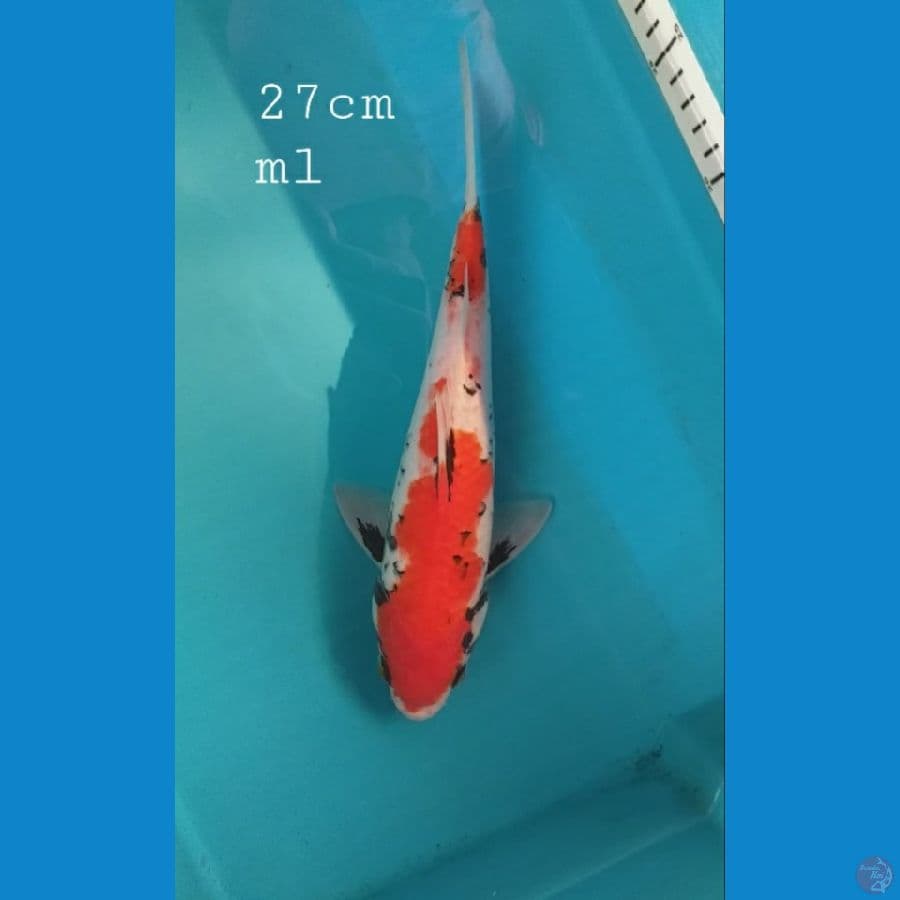 Beni matsukawabake 27cm/ml