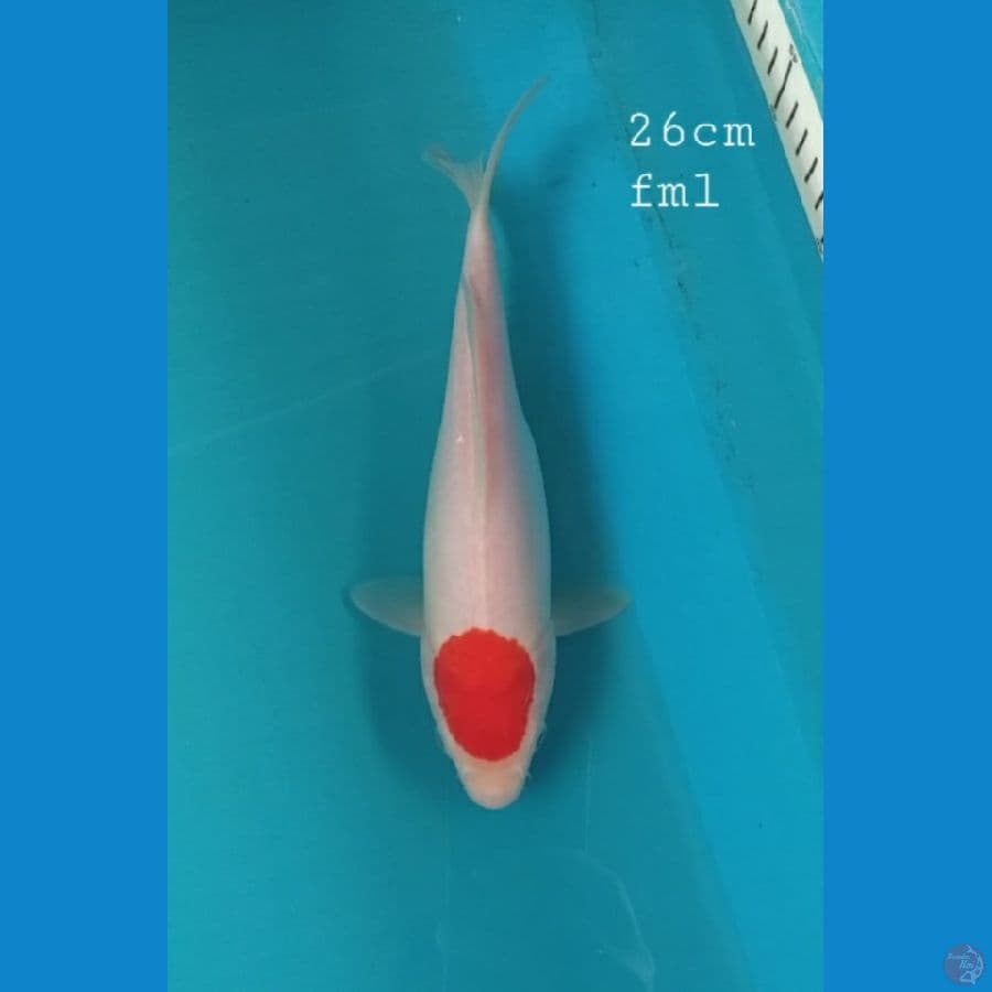 Tancho 26cm/fml