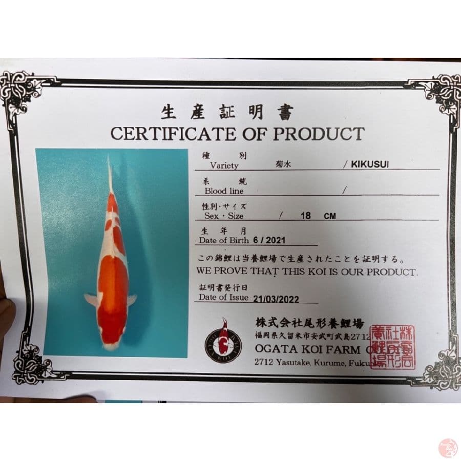 ogata kikusui 31cm