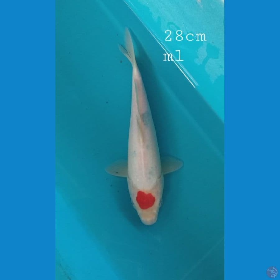 Tancho 28cm/ml