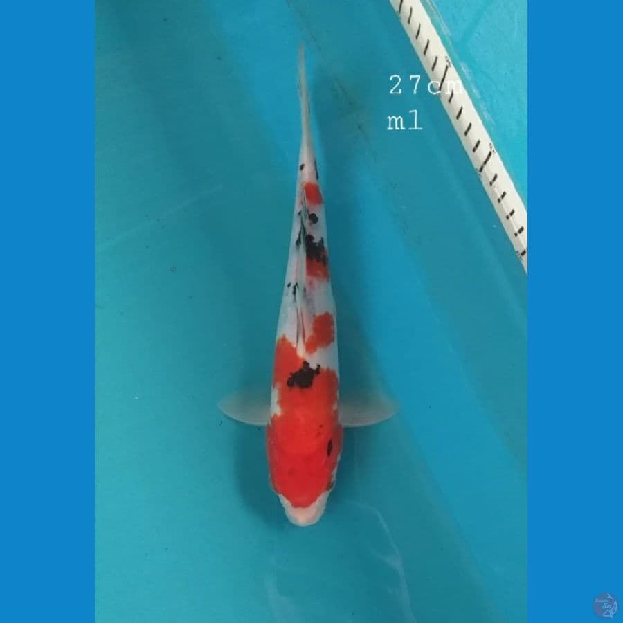 Sanke 27cm/ml